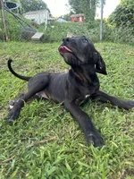Zeus, a male Perro de Presa Canario for sale in Tryon, NC – 7 of 10