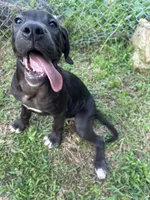 Angel, a female Perro de Presa Canario for sale in Tryon, NC – 2 of 8