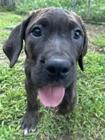 Ace , a male Perro de Presa Canario for sale in Tryon, NC – 6 of 10