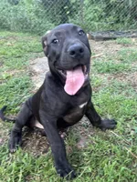 Zeus, a male Perro de Presa Canario for sale in Tryon, NC – 8 of 10