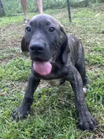 Ace , a male Perro de Presa Canario for sale in Tryon, NC – 7 of 10