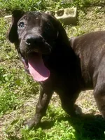 Daisy, a female Perro de Presa Canario for sale in Tryon, NC – 3 of 10