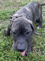 Ace , a male Perro de Presa Canario for sale in Tryon, NC – 8 of 10