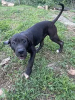 Angel, a female Perro de Presa Canario for sale in Tryon, NC – 5 of 8