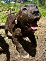 Ace , a male Perro de Presa Canario for sale in Tryon, NC – 2 of 10