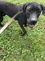 Angel, a female Perro de Presa Canario for sale in Tryon, NC – 7 of 8