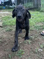 Daisy, a female Perro de Presa Canario for sale in Tryon, NC – 5 of 10