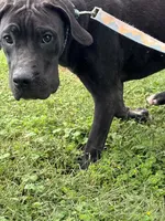 Angel, a female Perro de Presa Canario for sale in Tryon, NC – 6 of 8