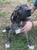 Dolly, a female Perro de Presa Canario for sale in Tryon, NC – 9 of 10