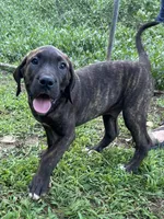 Ace , a male Perro de Presa Canario for sale in Tryon, NC – 5 of 10
