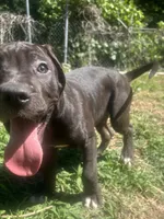 Daisy, a female Perro de Presa Canario for sale in Tryon, NC – 4 of 10