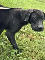 Angel, a female Perro de Presa Canario for sale in Tryon, NC – 1 of 8