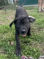 King, a male Perro de Presa Canario for sale in Tryon, NC – 8 of 10