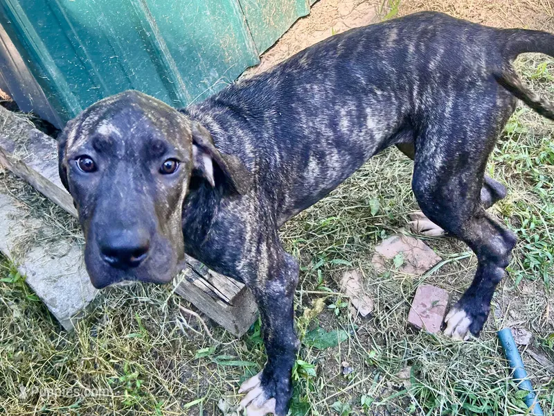 Dolly – Perro de Presa Canario puppy for sale in Tryon, NC