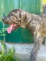 Dolly, a female Perro de Presa Canario for sale in Tryon, NC – 8 of 10