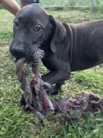 Daisy, a female Perro de Presa Canario for sale in Tryon, NC – 8 of 10