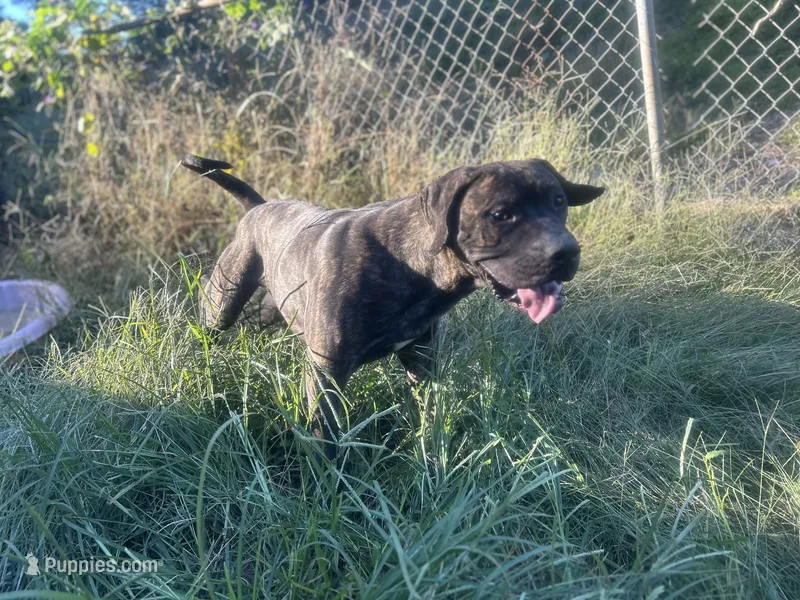 Ace  – Perro de Presa Canario puppy for sale in Tryon, NC