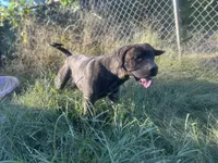 Ace , a male Perro de Presa Canario for sale in Tryon, NC – 1 of 10