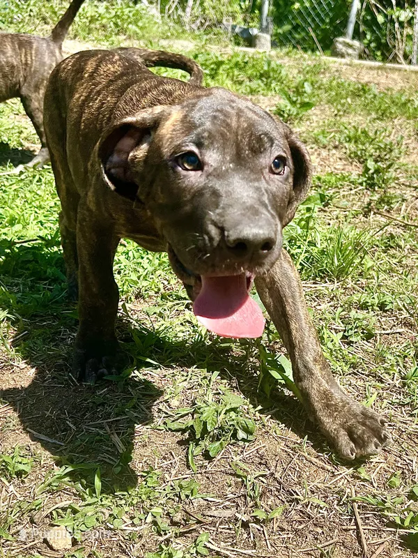 Diesel – Perro de Presa Canario puppy for sale in Tryon, NC