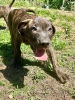 Diesel, a male Perro de Presa Canario for sale in Tryon, NC – 1 of 9