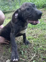 Diesel, a male Perro de Presa Canario for sale in Tryon, NC – 6 of 9