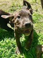 Ace , a male Perro de Presa Canario for sale in Tryon, NC – 3 of 10