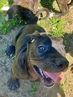Diesel, a male Perro de Presa Canario for sale in Tryon, NC – 2 of 9