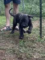 King, a male Perro de Presa Canario for sale in Tryon, NC – 9 of 10