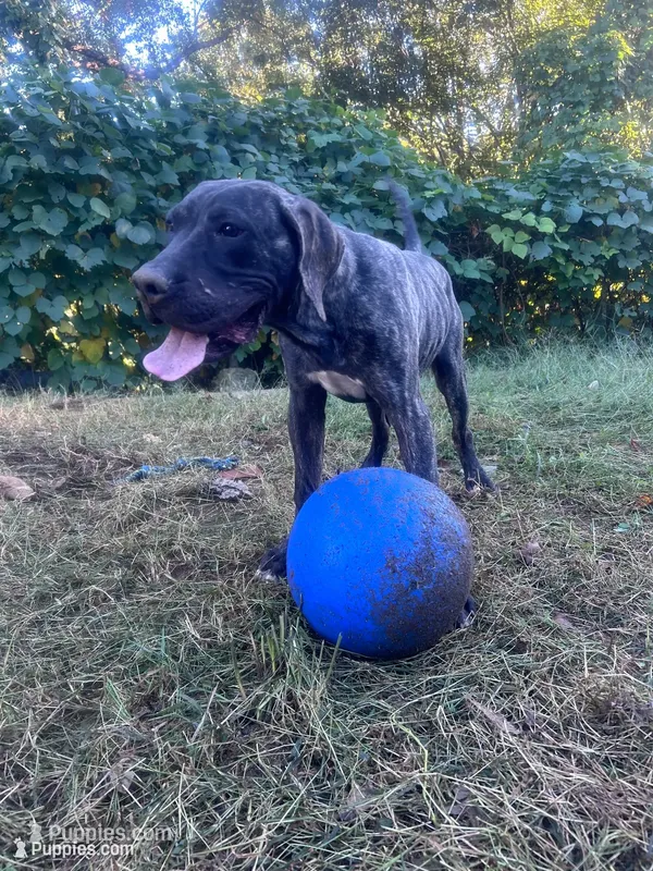 King – Perro de Presa Canario puppy for sale in Tryon, NC