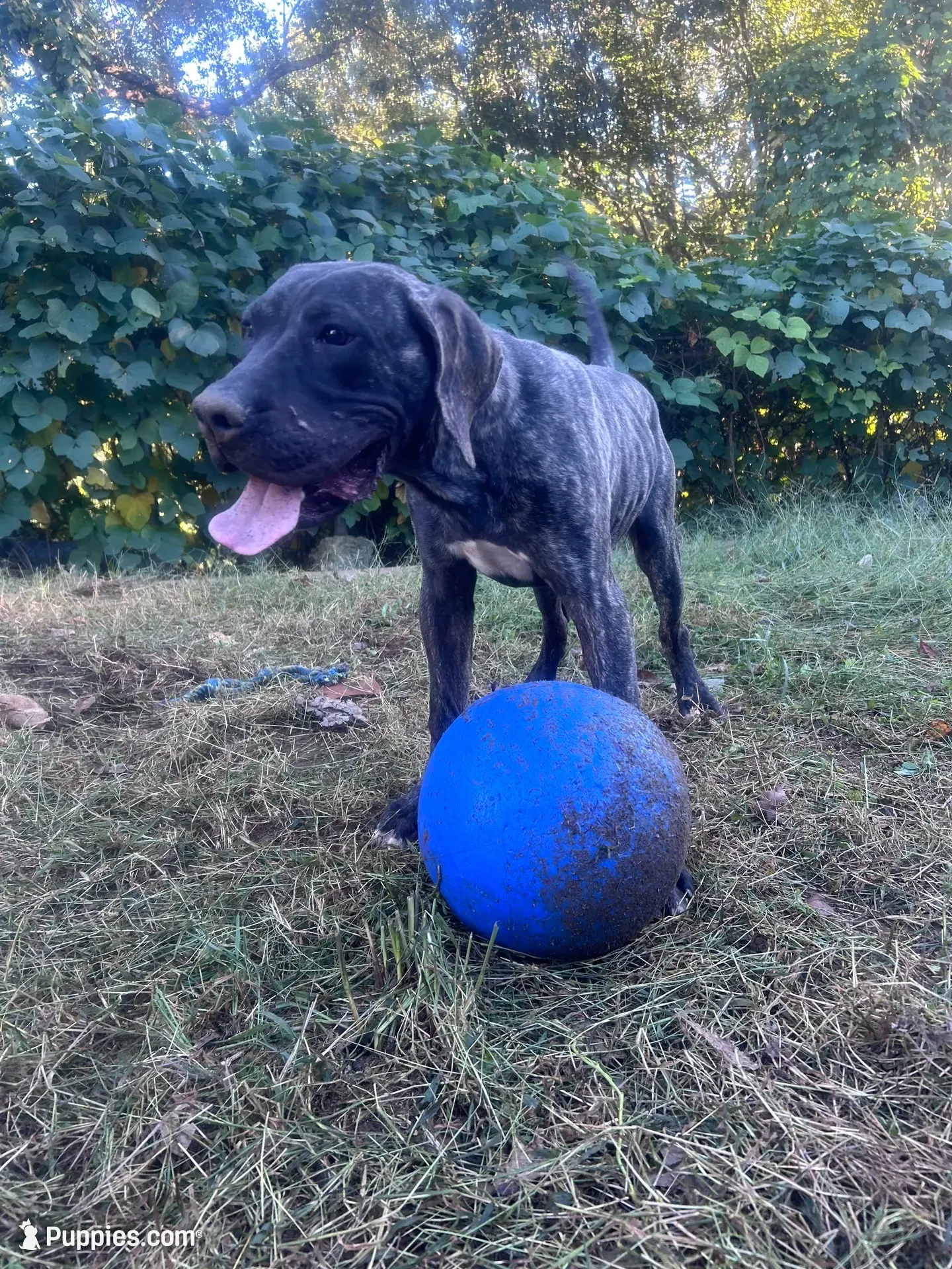 King, a male Perro de Presa Canario for sale in Tryon, NC – 1 of 10