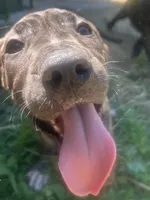Dolly, a female Perro de Presa Canario for sale in Tryon, NC – 7 of 10