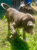 Dolly, a female Perro de Presa Canario for sale in Tryon, NC – 2 of 10