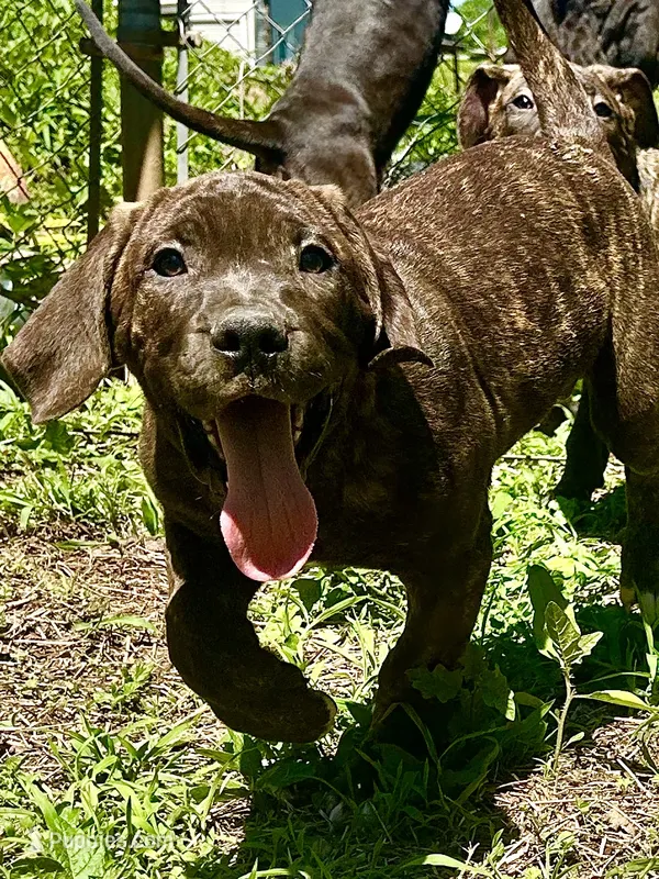 Ace  – Perro de Presa Canario puppy for sale in Tryon, NC
