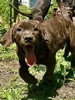 Ace , a male Perro de Presa Canario for sale in Tryon, NC – 1 of 10