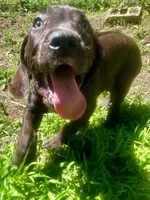 Daisy, a female Perro de Presa Canario for sale in Tryon, NC – 1 of 10