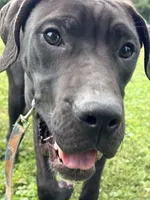 Angel, a female Perro de Presa Canario for sale in Tryon, NC – 5 of 8