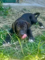 Angel, a female Perro de Presa Canario for sale in Tryon, NC – 4 of 8