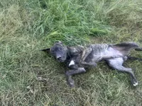 King, a male Perro de Presa Canario for sale in Tryon, NC – 8 of 10