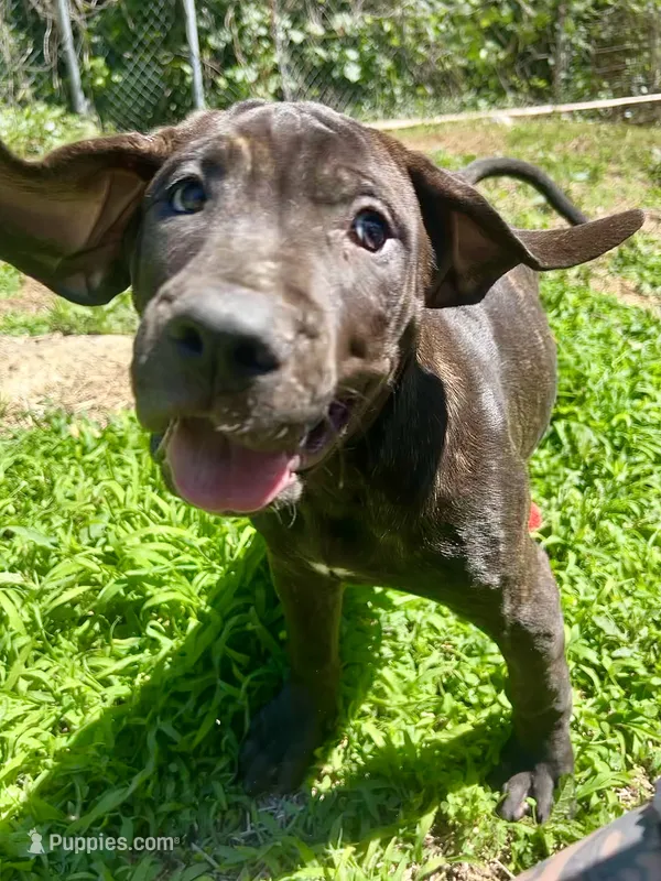 Duke – Perro de Presa Canario puppy for sale in Tryon, NC