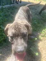 Dolly, a female Perro de Presa Canario for sale in Tryon, NC – 5 of 10
