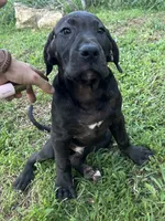 Zeus, a male Perro de Presa Canario for sale in Tryon, NC – 10 of 10