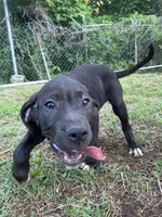 Angel, a female Perro de Presa Canario for sale in Tryon, NC – 3 of 8