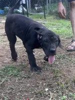 King, a male Perro de Presa Canario for sale in Tryon, NC – 7 of 10