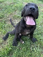 Zeus, a male Perro de Presa Canario for sale in Tryon, NC – 6 of 10