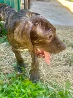 Dolly, a female Perro de Presa Canario for sale in Tryon, NC – 4 of 10