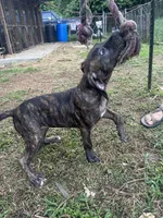 Duke, a male Perro de Presa Canario for sale in Tryon, NC – 9 of 10