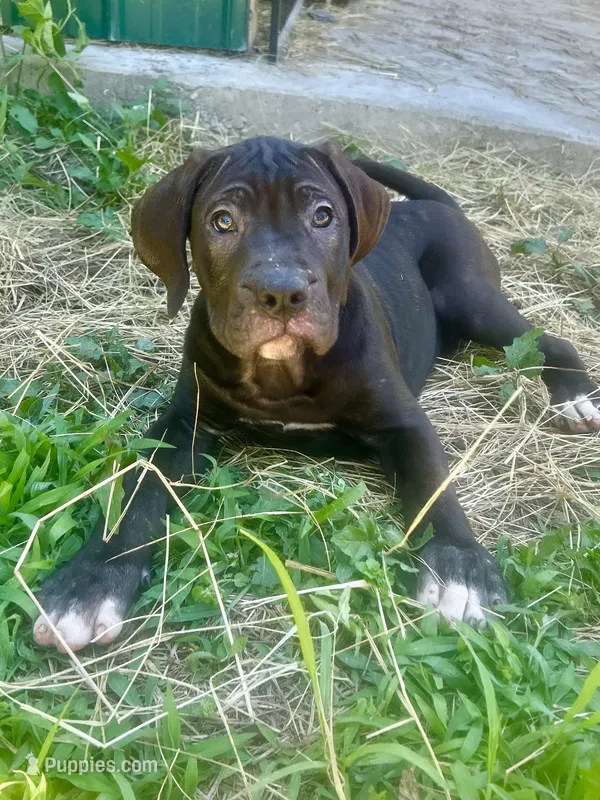 Angel – Perro de Presa Canario puppy for sale in Tryon, NC