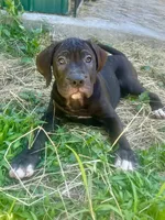 Angel, a female Perro de Presa Canario for sale in Tryon, NC – 1 of 8