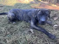 Ace , a male Perro de Presa Canario for sale in Tryon, NC – 8 of 10