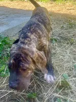 Dolly, a female Perro de Presa Canario for sale in Tryon, NC – 6 of 10